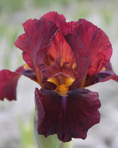 IRIS GERMANICA RED ZINGER  - 25 ks